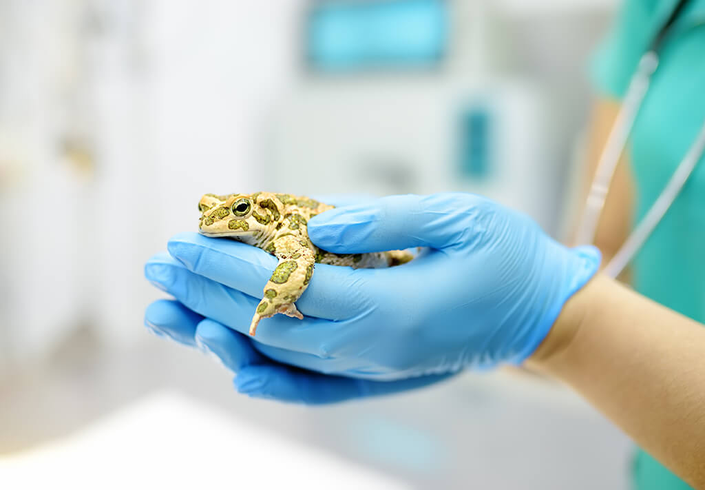 Clinica Veterinaria Cat Friendly