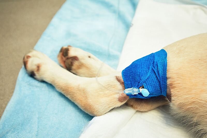 Chirurgia Veterinario a Fiano Romano