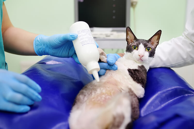 L'inserimento di un altro gatto in casa - Clinica Veterinaria Pavese Roma