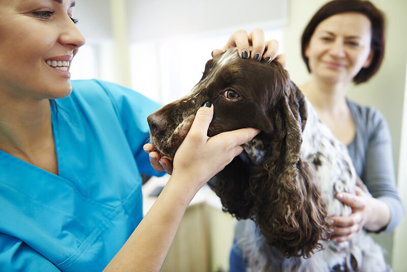 Visite Veterinario a Fiano Romano